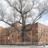 Oldest Tree in Manhattan - Elm 163/St Nicholas