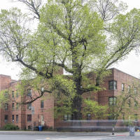 Oldest Tree in Manhattan - Elm 163/St Nicholas