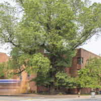 Oldest Tree in Manhattan - Elm 163/St Nichola